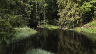 Dark lake in the forest, near Eidsvoll, Norway
