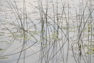Tall grasses and water lily pads protrude from the calm waters of a pond, Jessheim, UIllensaker,