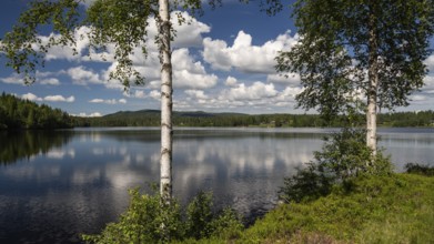 View over a lake through birch trunks, sunny day, blue sky with clouds, near Eidsvoll, Norway