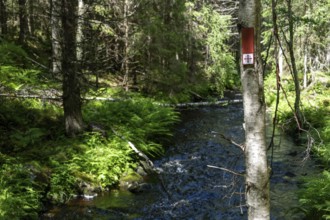 Wooden plaque, Olav's Cross trail marker for pilgrims, stream, coniferous forest, near Eidsvoll,