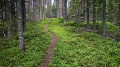 Narrow path winds through a dense, green coniferous forest, ground covered with blueberry bushes,