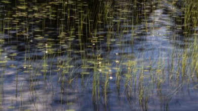 Calm pond reminiscent of Claude Monet with water lily leaves and reeds, long exposure, Norway