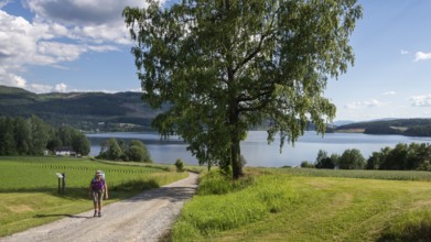 Woman on pilgrimage on a quiet path, in the background Lake Mjøsa or Mjosa, Olavsweg or Olavsleden,