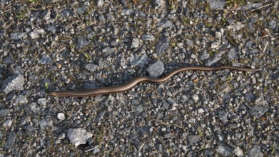 Western slow worm (Anguis fragilis), on a grey road covered with pebbles, Norway