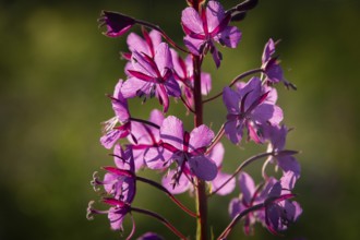 A close-up of a willowherb in bloom with pink flowers, Norway