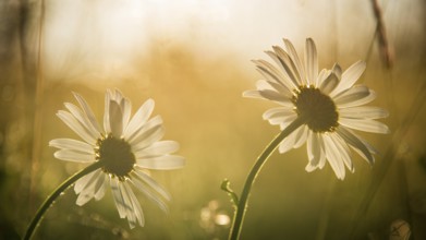 Two meadow daisies (Leucanthemum vulgare) in bloom in a meadow, golden evening light, backlight,