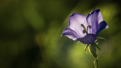 Peach-leaved bellflower (Campanula persicifolia) with purple flower in a green meadow, backlight,