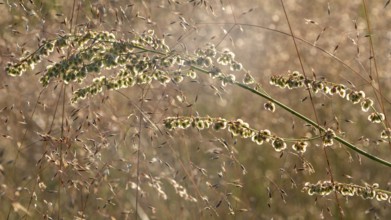 Sunlit grasses with delicate seed heads in the evening, backlight, Norway