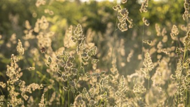 Grasses in the evening sunlight, backlight, Norway