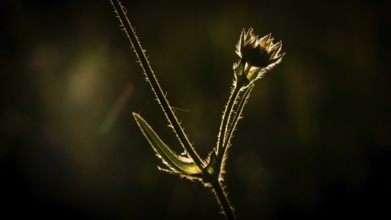 Close-up of a wildflower silhouette with contours emphasised by backlighting, Norway