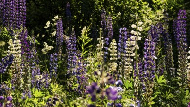 Purple and white flowering lupine blossoms (Lupinus), Norway