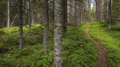 Narrow path winds through a dense, green coniferous forest, ground covered with blueberry bushes,