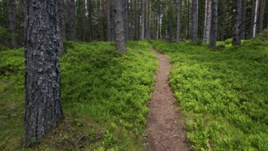 Narrow path winds through a dense, green coniferous forest, ground covered with blueberry bushes,