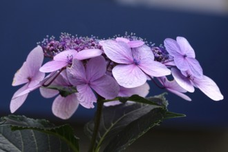 Hydrangea in bloom, summer, Germany