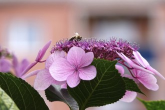 Flowering hydrangea with bee, summer, Germany