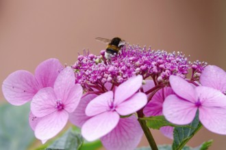 Hydrangea in bloom with bumblebee, summer, Germany
