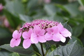 Hydrangea in bloom, summer, Germany