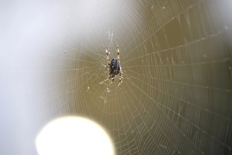 Cross spider in its web, summer, Germany