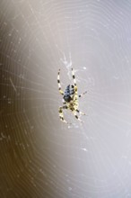 Cross spider in its web, summer, Germany