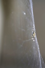 Cross spider in its web, summer, Germany