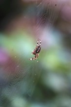 Cross spider in its web, summer, Germany