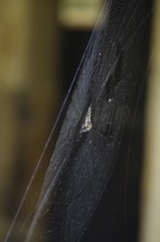 Cross spider in its web, summer, Germany