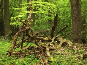 Deadwood, network of branches, Neuenburger Urwald, landscape conservation area, Lower Saxony,
