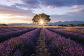 Endless lavender fields and rows of lavender flowers at scenic sunset, AI generated