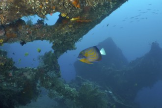 Colourful fish swim through overgrown wreckage under water. Dive site USAT Liberty, Tulamben, Bali,