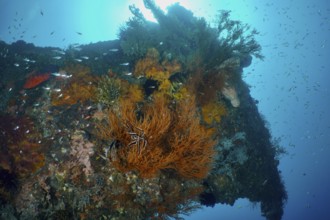 Lush overgrown wreck with corals and marine life. Dive site USAT Liberty, Tulamben, Bali, Indonesia