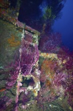 Purple and orange corals around a ladder of a shipwreck in a colourful underwater landscape. Dive