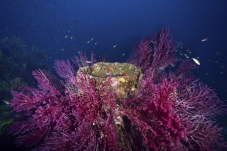 Dense coral growth on an underwater wreck in deep blue. Dive site wreck le Donator, Giens