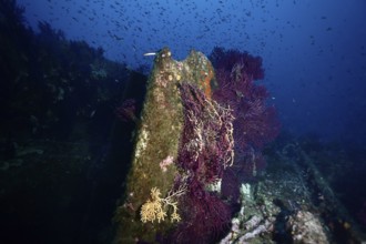 A colourful underwater world with corals and fish in a blaze of blue and purple colours. Dive site