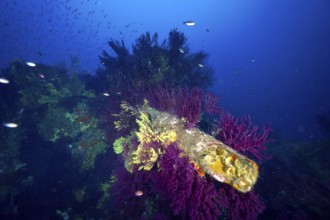 Living soft corals on a tube of a shipwreck. Shades of blue and purple in the colourful underwater