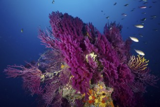 A magnificent coral formation with fish in a bright blue underwater world. Dive site Wreck le