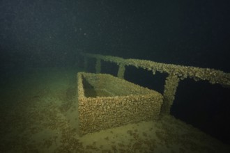 Rectangular structure of a shipwreck covered with quagga triangular mussels (Dreissena rostriformis