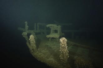A shipwreck covered with Quagga triangle mussels (Dreissena rostriformis bugensis), invasive