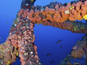 Colourfully overgrown metal structure of a shipwreck under water with fish swimming past. Dive site