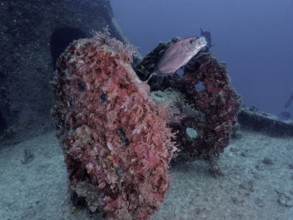 Coral-covered wheel of a winch of a wreck with fish under water. Dive site wreck of the USS Spiegel