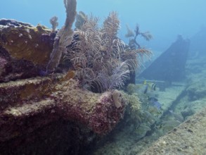 Corals and fish on a shipwreck under water. Dive site John Pennekamp Coral Reef State Park, Key