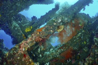 Colourful wreck with fish and corals under the sea surface. Dive site USAT Liberty, Tulamben, Bali,