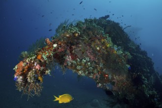 Lively overgrown wreck with fish and corals under water. Dive site USAT Liberty, Tulamben, Bali,