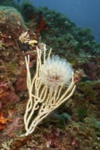 Translucent Sea squirt (Clavelina Dellavallei) in front of a rock in the sea. Dive site Marine