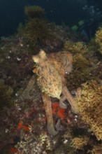 Common Octopus (Octopus vulgaris) camouflaged between algae on the seabed. Dive site Cap de Creus