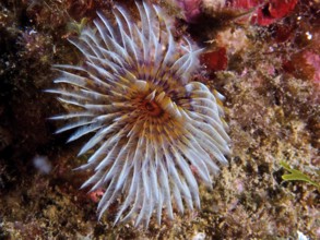 Light-coloured, fan-shaped marine animal, fan tube worm (Bispira volutacornis), on rocks. Dive site