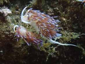 Two colourful migratory thread snails (Cratena peregrina) in the ocean, finely structured with long