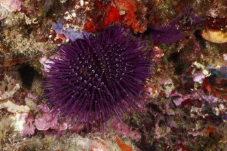 A Sphaerechinus granularis (Sphaerechinus granularis) embedded in a lively, colourful reef, dive