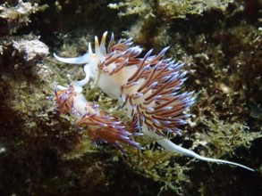 Two vividly coloured wandering thread snails (Cratena peregrina) in the underwater world with