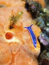 Small blue star snail (Felimare tricolor) on a luminous sea sponge. Dive site Marine reserve Cap de