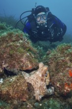 A diver observes a Common Octopus (Octopus vulgaris) hiding on the seabed among algae. Dive site